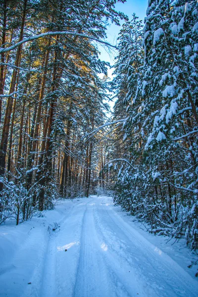 Vinterlandskap Med Snötäckt Granskog Solig Dag Träden Täckta Med Snö — Stockfoto