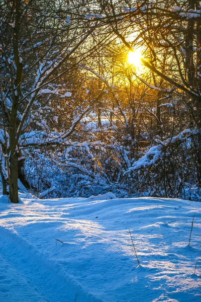 冬季风景 阳光灿烂的天气里 雪地森林里结霜的树木 温暖的日落时分 阳光照射下的冬日 白雪中的树 红树映衬着蓝天 — 图库照片