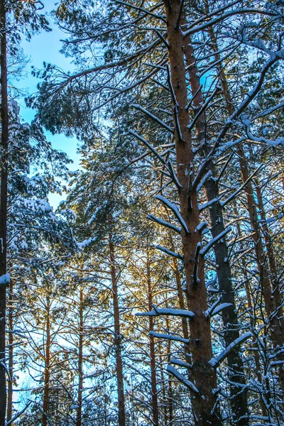 Winterlandschap Met Besneeuwd Sparrenbos Zonnige Dag Bomen Zijn Bedekt Met — Stockfoto