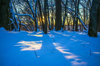 Kış manzarası - güneşli bir günde karlı ormanda buzlu ağaçlar. Sıcak gün batımı ışığı. Güneş ışığında sakin kış doğası. Kardaki ağaç mavi gökyüzüne karşı kırmızı ağaçlar