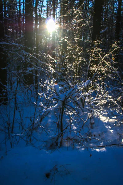 Paisaje Invernal Con Bosque Abetos Cubierto Nieve Día Soleado Los — Foto de Stock