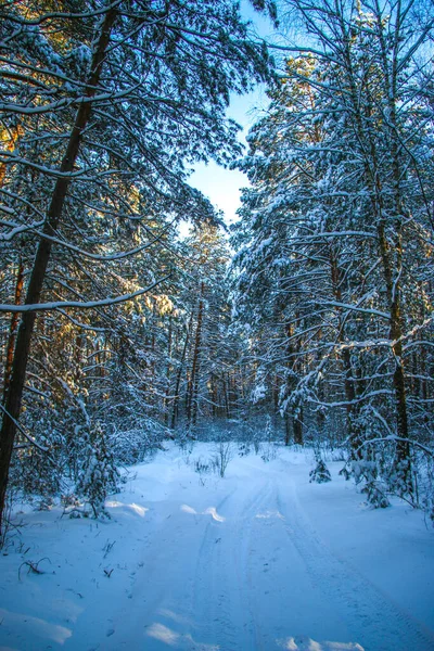 Winter Landscape Snow Covered Spruce Forest Sunny Day Trees Covered — Stock Photo, Image