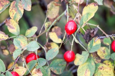 Ağaç dallarında gül ağacı üzümleri, yaprakların ve dalların arka planında mevsim mevsimi..