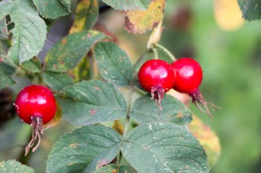 Ağaç dallarında gül ağacı üzümleri, yaprakların ve dalların arka planında mevsim mevsimi..