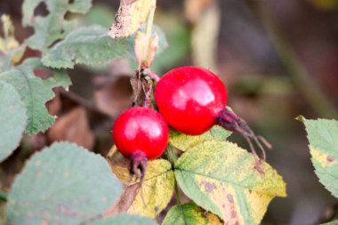 Ağaç dallarında gül ağacı üzümleri, yaprakların ve dalların arka planında mevsim mevsimi..