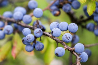 Bokeh arka planında kuru erikli sonbahar dalı. Mavi böğürtlen açar.
