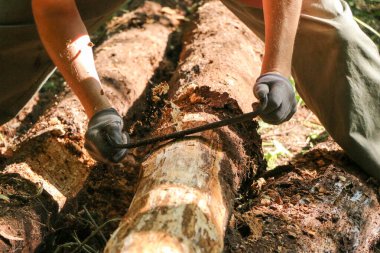 Bir marangozun elleri dikili ahşap, el aletleri torna, güzel güçlü erkek elleri, güneşli bir günde eski meşe kütüğünü işliyor.