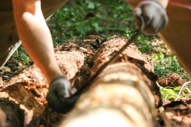 Bir marangozun elleri dikili ahşap, el aletleri torna, güzel güçlü erkek elleri, güneşli bir günde eski meşe kütüğünü işliyor.