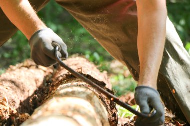 Bir marangozun elleri dikili ahşap, el aletleri torna, güzel güçlü erkek elleri, güneşli bir günde eski meşe kütüğünü işliyor.
