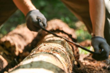 Bir marangozun elleri dikili ahşap, el aletleri torna, güzel güçlü erkek elleri, güneşli bir günde eski meşe kütüğünü işliyor.