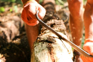 Bir marangozun elleri dikili ahşap, el aletleri torna, güzel güçlü erkek elleri, güneşli bir günde eski meşe kütüğünü işliyor.