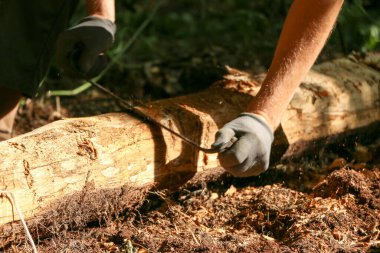 Bir marangozun elleri dikili ahşap, el aletleri torna, güzel güçlü erkek elleri, güneşli bir günde eski meşe kütüğünü işliyor.