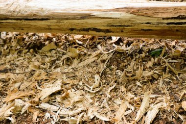 Bir marangozun elleri dikili ahşap, el aletleri torna, güzel güçlü erkek elleri, güneşli bir günde eski meşe kütüğünü işliyor.