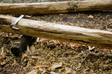 Bir marangozun elleri dikili ahşap, el aletleri torna, güzel güçlü erkek elleri, güneşli bir günde eski meşe kütüğünü işliyor.