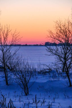 Güzel renkli Sunset kış manzarası. Mor ve pembe renkli kar tarlaları var. Ağaçların siluetleri ve parlak kar.
