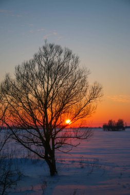 Güzel renkli Sunset kış manzarası. Mor ve pembe renkli kar tarlaları var. Ağaçların siluetleri ve parlak kar.