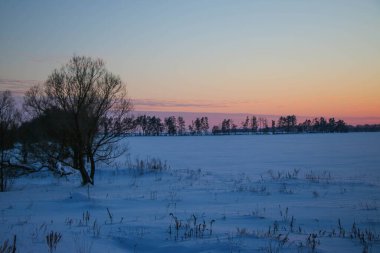 Güzel renkli Sunset kış manzarası. Mor ve pembe renkli kar tarlaları var. Ağaçların siluetleri ve parlak kar.