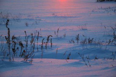 Gün batımında pembe ve mor renkli karlı bir tarlada kuru çimen siluetleri. Güzel kış arka planı.