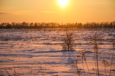 Güzel renkli Sunset kış manzarası. Mor ve pembe renkli kar tarlaları var. Ağaçların siluetleri ve parlak kar.