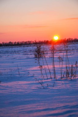 Güzel renkli Sunset kış manzarası. Mor ve pembe renkli kar tarlaları var. Ağaçların siluetleri ve parlak kar.