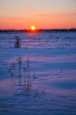 Güzel renkli Sunset kış manzarası. Mor ve pembe renkli kar tarlaları var. Ağaçların siluetleri ve parlak kar.
