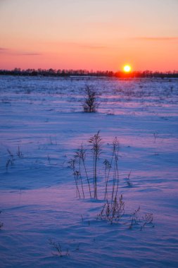 Güzel renkli Sunset kış manzarası. Mor ve pembe renkli kar tarlaları var. Ağaçların siluetleri ve parlak kar.