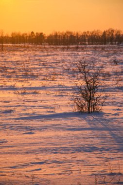 Gün batımında pembe ve mor renkli karlı bir tarlada kuru çimen siluetleri. Güzel kış arka planı.