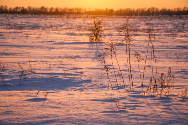 Gün batımında pembe ve mor renkli karlı bir tarlada kuru çimen siluetleri. Güzel kış arka planı.