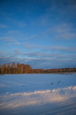 Karda ağaçlar olan güzel kış günbatımı. Mavi gökyüzü, karlı arazi. Büyük, yayılan bir ağaç