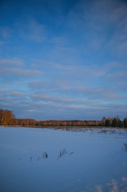 Karda ağaçlar olan güzel kış günbatımı. Mavi gökyüzü, karlı arazi. Büyük, yayılan bir ağaç