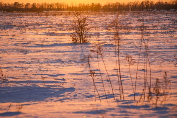 silhouettes of dry grass at sunset in a snowy field in pink and purple colors. Beautiful winter background.