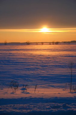 Güzel renkli günbatımı kış manzarası. Mor ve pembe renklerle kaplı kar tarlaları. Ağaçların siluetleri ve parlak kar. Karda kurutulmuş bitkiler..