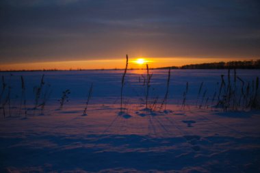 Güzel renkli günbatımı kış manzarası. Mor ve pembe renklerle kaplı kar tarlaları. Ağaçların siluetleri ve parlak kar. Karda kurutulmuş bitkiler..