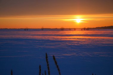 Güzel renkli günbatımı kış manzarası. Mor ve pembe renklerle kaplı kar tarlaları. Ağaçların siluetleri ve parlak kar. Karda kurutulmuş bitkiler..