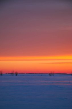 Güzel renkli günbatımı kış manzarası. Mor ve pembe renklerle kaplı kar tarlaları. Ağaçların siluetleri ve parlak kar. Karda kurutulmuş bitkiler..