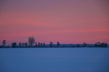 Güzel renkli günbatımı kış manzarası. Mor ve pembe renklerle kaplı kar tarlaları. Ağaçların siluetleri ve parlak kar. Karda kurutulmuş bitkiler..