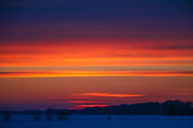 Güzel renkli günbatımı kış manzarası. Mor ve pembe renklerle kaplı kar tarlaları. Ağaçların siluetleri ve parlak kar. Karda kurutulmuş bitkiler..