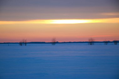 Güzel renkli günbatımı kış manzarası. Mor ve pembe renklerle kaplı kar tarlaları. Ağaçların siluetleri ve parlak kar. Karda kurutulmuş bitkiler..