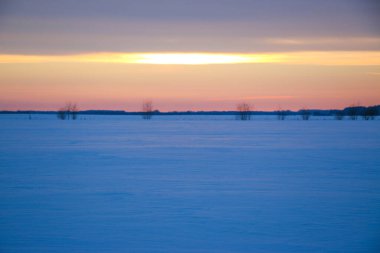 Güzel renkli günbatımı kış manzarası. Mor ve pembe renklerle kaplı kar tarlaları. Ağaçların siluetleri ve parlak kar. Karda kurutulmuş bitkiler..