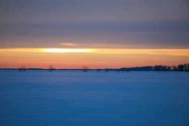 Güzel renkli günbatımı kış manzarası. Mor ve pembe renklerle kaplı kar tarlaları. Ağaçların siluetleri ve parlak kar. Karda kurutulmuş bitkiler..