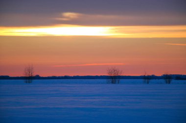 Güzel renkli günbatımı kış manzarası. Mor ve pembe renklerle kaplı kar tarlaları. Ağaçların siluetleri ve parlak kar. Karda kurutulmuş bitkiler..