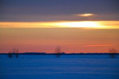 Güzel renkli günbatımı kış manzarası. Mor ve pembe renklerle kaplı kar tarlaları. Ağaçların siluetleri ve parlak kar. Karda kurutulmuş bitkiler..