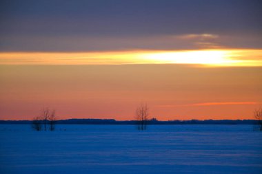 Güzel renkli günbatımı kış manzarası. Mor ve pembe renklerle kaplı kar tarlaları. Ağaçların siluetleri ve parlak kar. Karda kurutulmuş bitkiler..