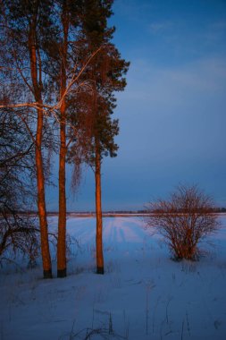 Güzel renkli Sunset kış manzarası. Mor ve pembe renkli kar tarlaları var. Ağaçların siluetleri ve parlak kar.