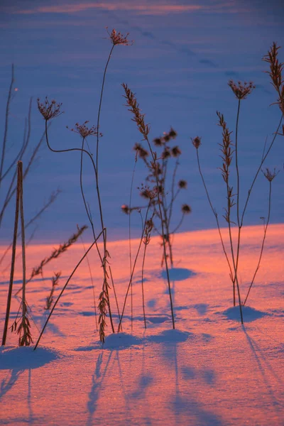 silhouettes of dry grass at sunset in a snowy field in pink and purple colors. Beautiful winter background.