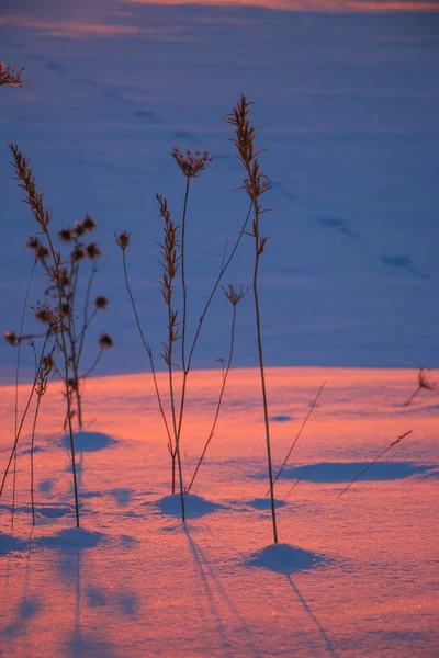 silhouettes of dry grass at sunset in a snowy field in pink and purple colors. Beautiful winter background.
