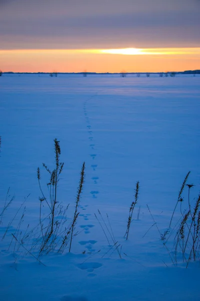 silhouettes of dry grass at sunset in a snowy field in pink and purple colors. Beautiful winter background.