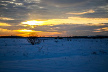 Güzel renkli günbatımı kış manzarası. Mor ve pembe renklerle kaplı kar tarlaları. Ağaçların siluetleri ve parlak kar. Karda kurutulmuş bitkiler..