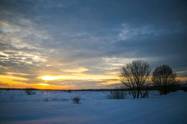 Güzel renkli günbatımı kış manzarası. Mor ve pembe renklerle kaplı kar tarlaları. Ağaçların siluetleri ve parlak kar. Karda kurutulmuş bitkiler..