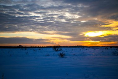 Güzel renkli günbatımı kış manzarası. Mor ve pembe renklerle kaplı kar tarlaları. Ağaçların siluetleri ve parlak kar. Karda kurutulmuş bitkiler..